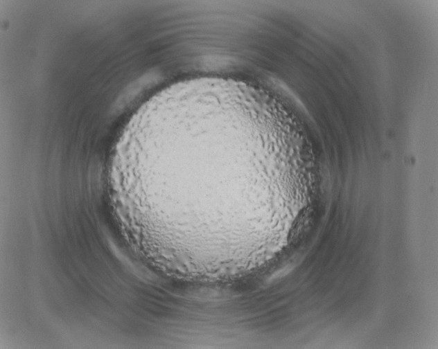 X0000083070542200702232049
