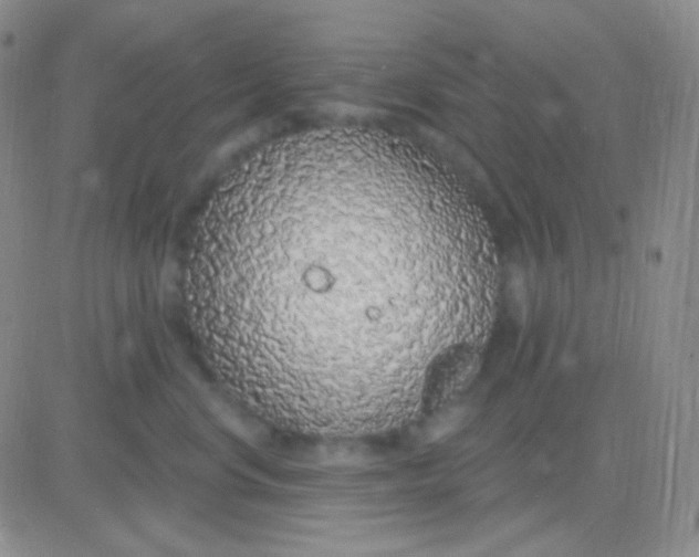 X0000083070668200702232048