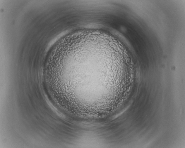 X0000083070725200702232046