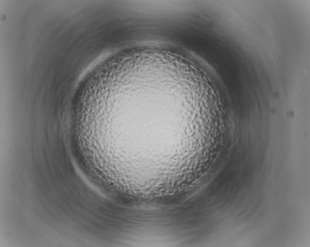 X0000083070730200702232046