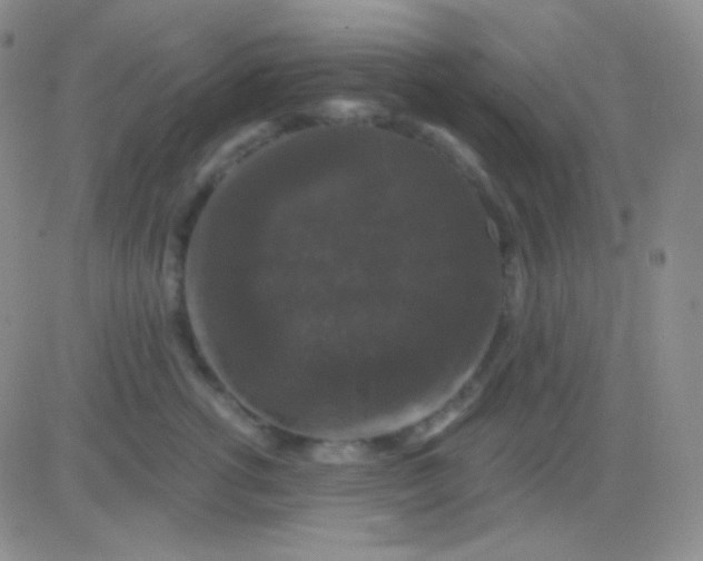 X0000083070762200702232046