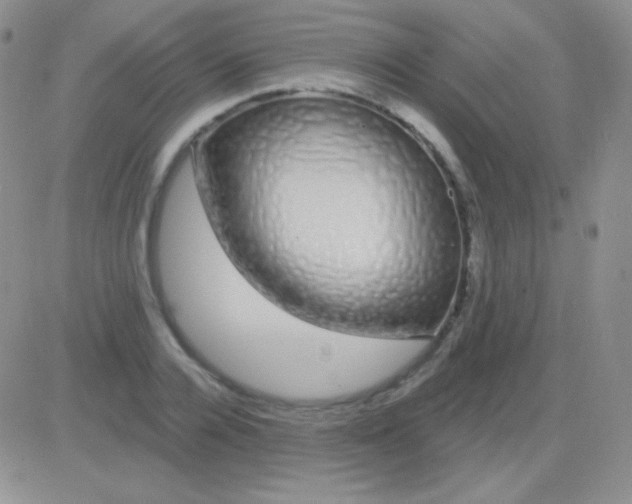 X0000083070936200702232043