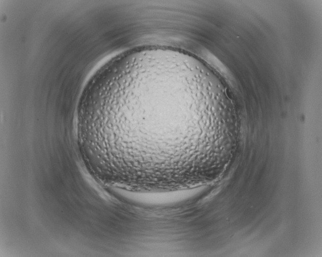 X0000083070940200702232043