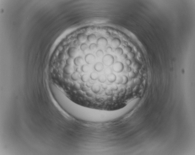 X0000083071432200702232035