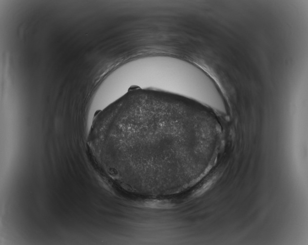 X0000083070109200703022206