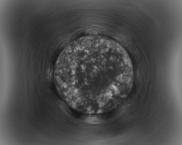 X0000083070177200703022205