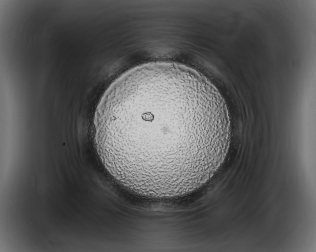 X0000083070268200703022204