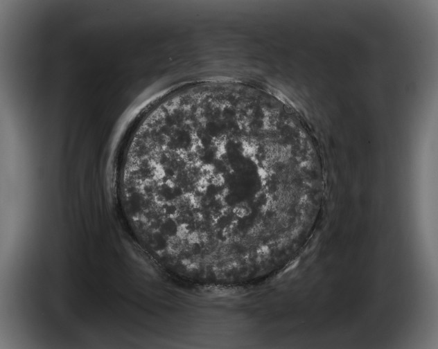 X0000083070343200703022202