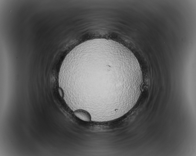 X0000083070468200703022201