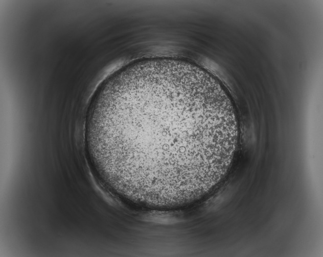 X0000083070534200703022158