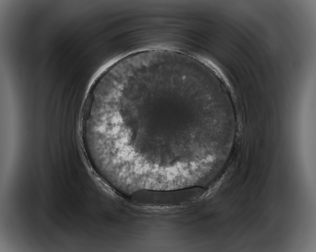 X0000083070952200703022153