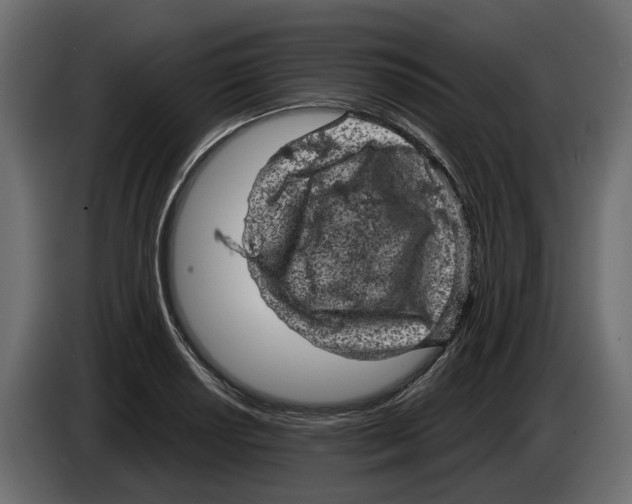 X0000083071034200703022152