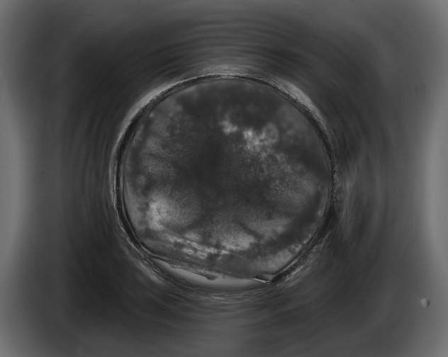 X0000083071035200703022152