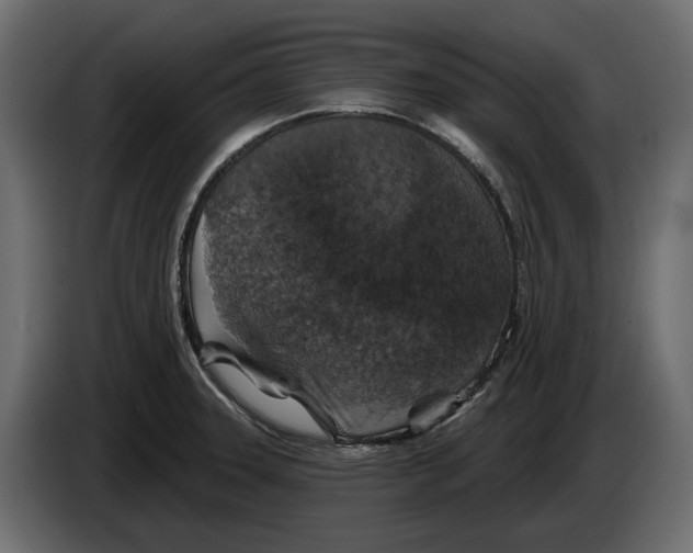 X0000083071331200703022148