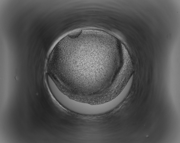 X0000083071524200703022145