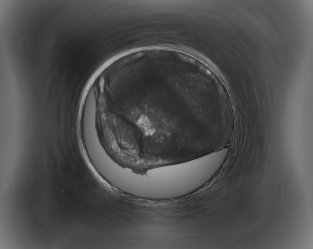 X0000083071536200703022145
