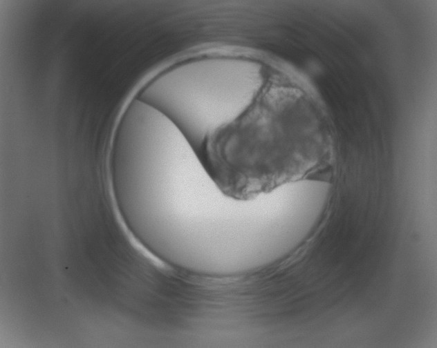 X0000083531247200702090712