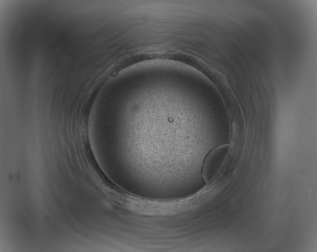 X0000083530048200702091017