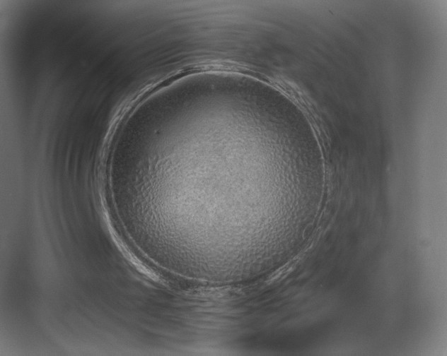 X0000083530049200702091017