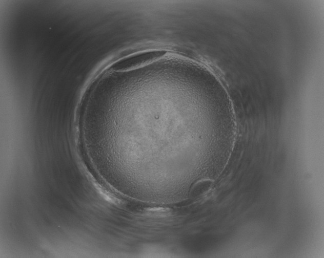 X0000083530053200702091017