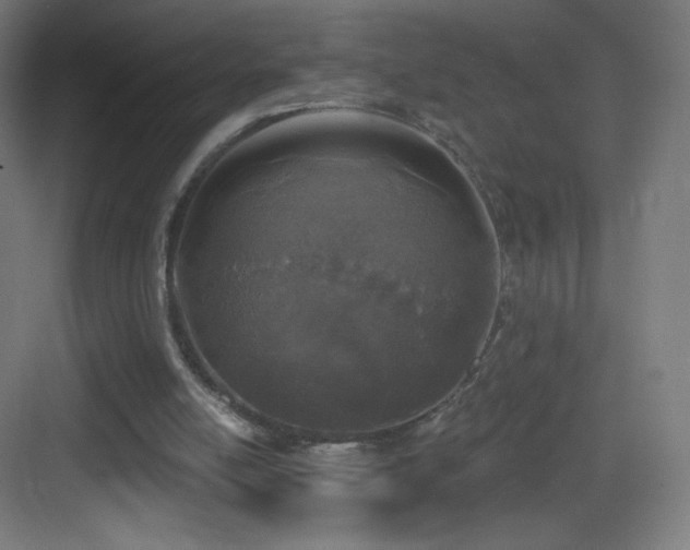 X0000083530054200702091017