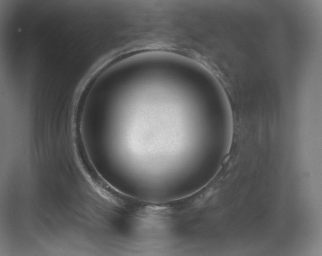 X0000083530055200702091017