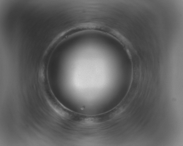 X0000083530064200702091017