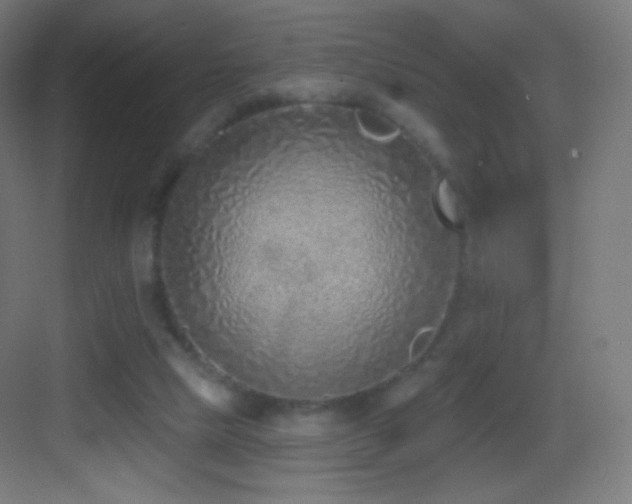 X0000083530065200702091017