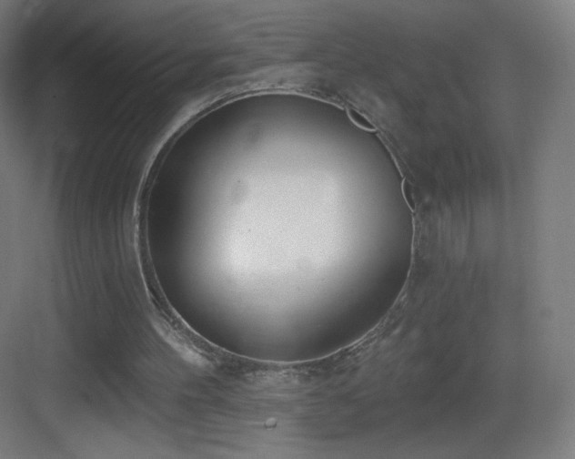 X0000083530100200702091017