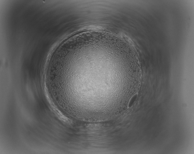 X0000083530145200702091015