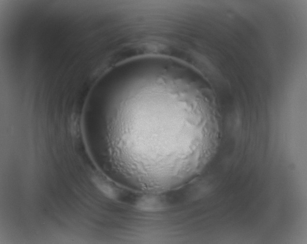 X0000083530177200702091016