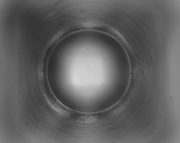 X0000083530443200702091010