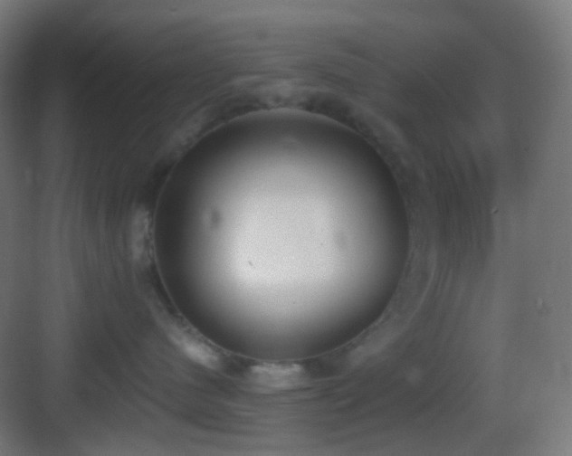 X0000083530480200702091011