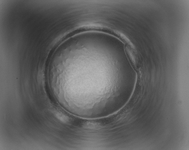 X0000083530487200702091010