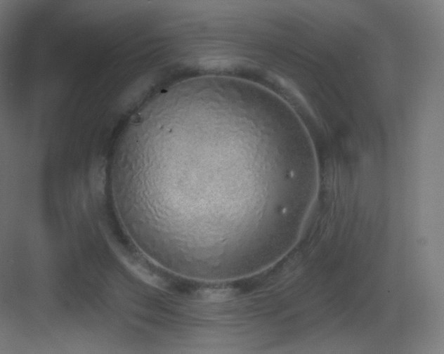 X0000083530495200702091010