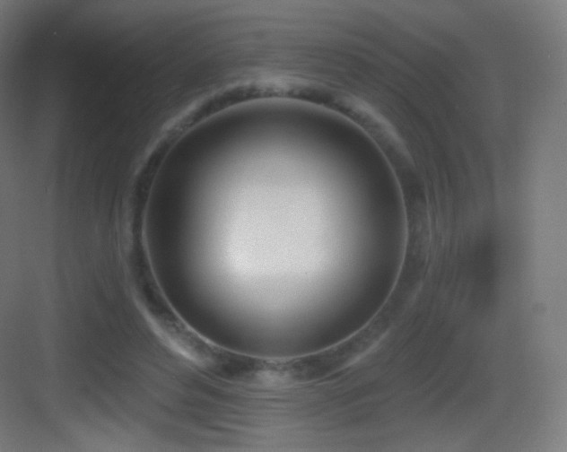 X0000083530496200702091010