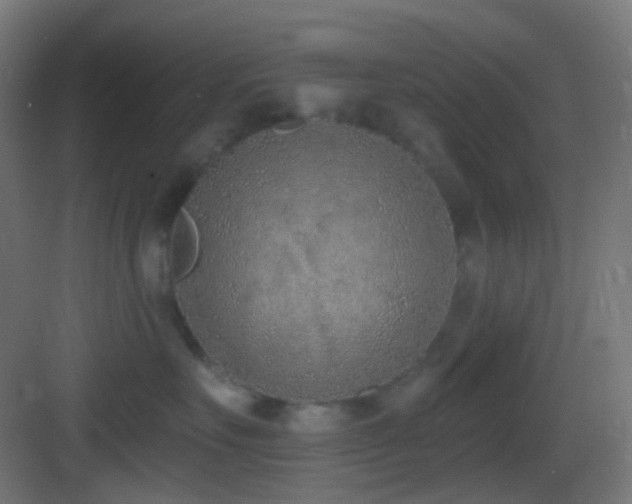 X0000083530527200702091009