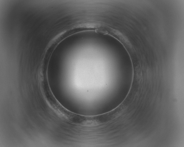 X0000083530536200702091009