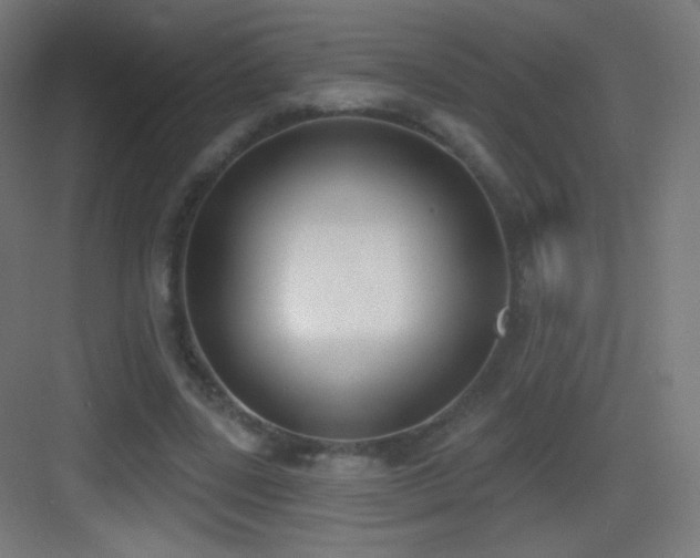 X0000083530539200702091009