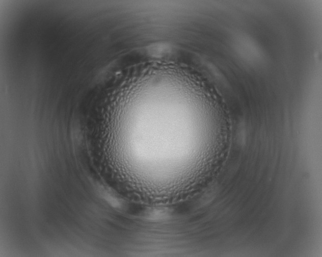 X0000083530569200702091009