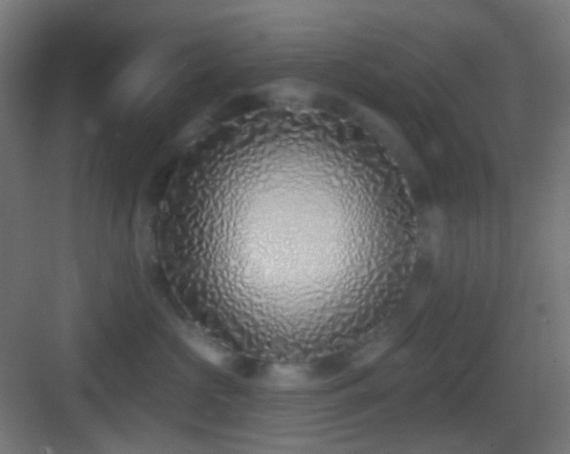 X0000083530573200702091009