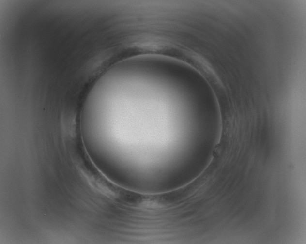 X0000083530596200702091008