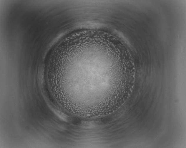 X0000083530679200702091007