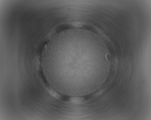 X0000083530707200702091006