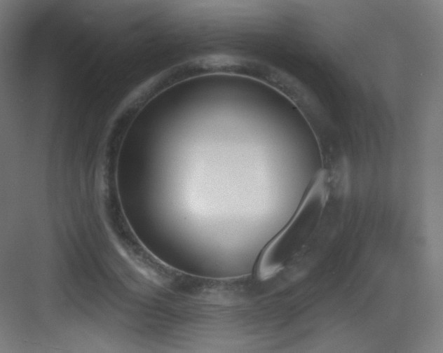 X0000083530732200702091006
