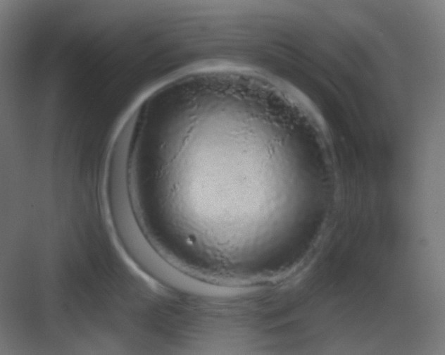 X0000083530863200702091004