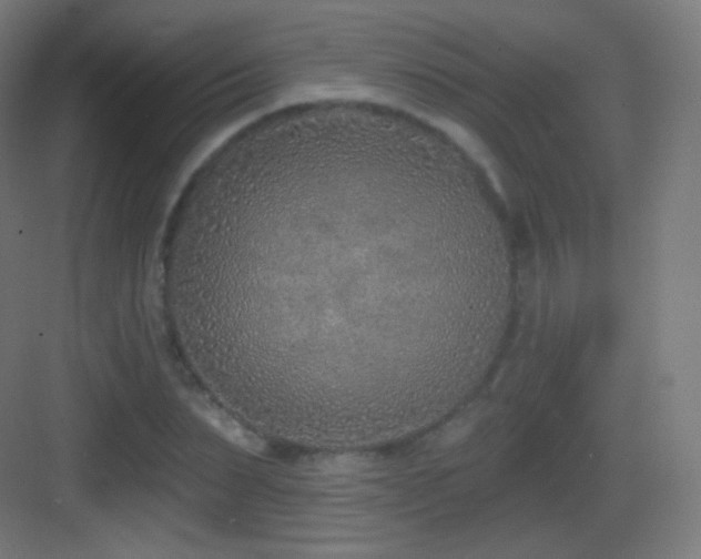 X0000083530879200702091003
