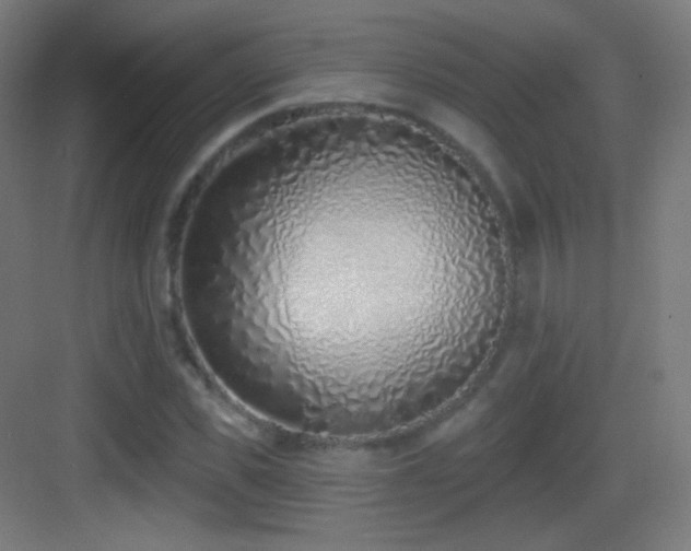 X0000083530925200702091002