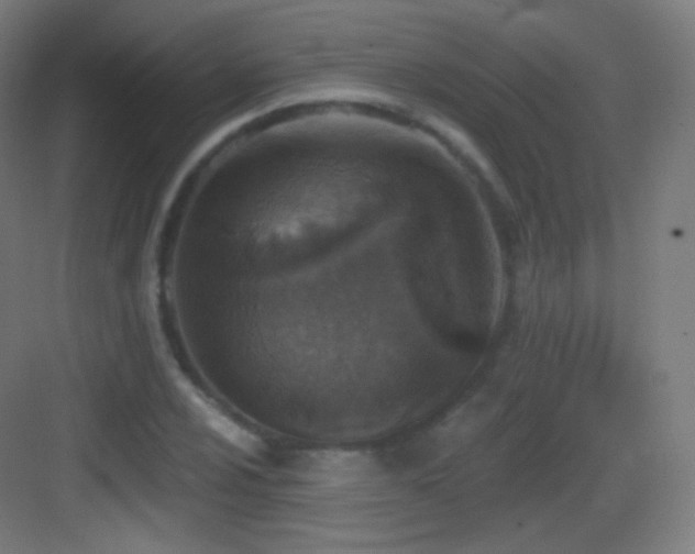 X0000083531024200702091001