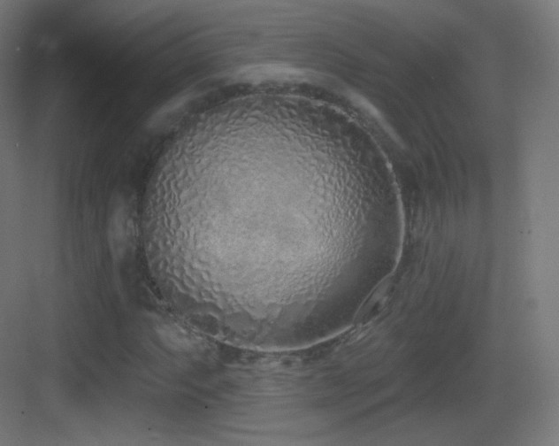 X0000083531063200702091000
